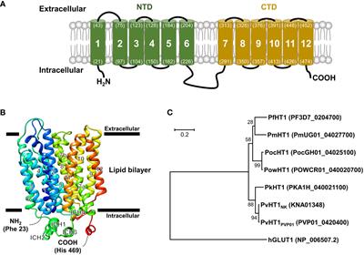 Functional characterization of Plasmodium vivax hexose transporter 1